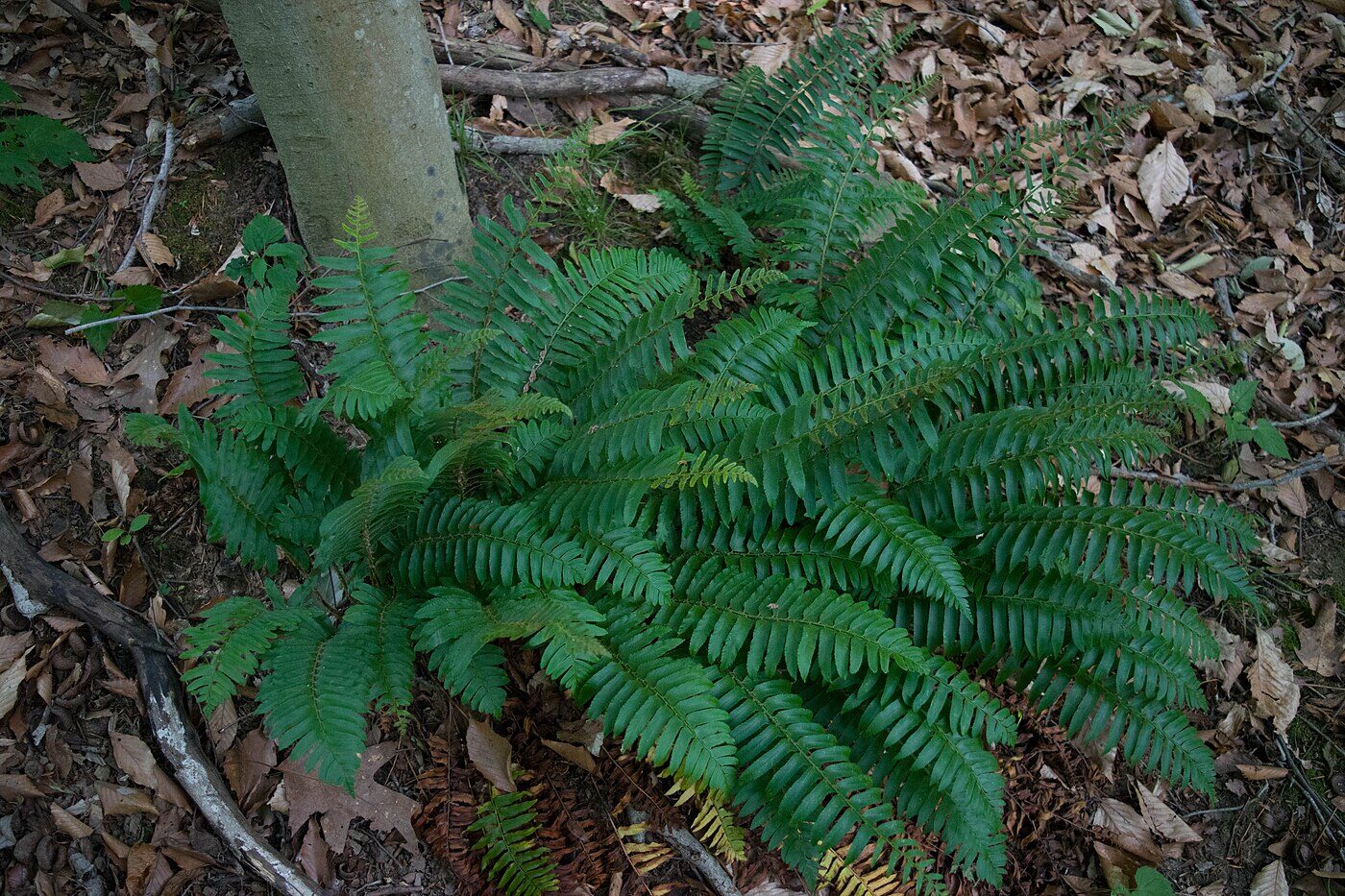 Christmas Fern (Polystichum acrostichoides) — leathery evergreen fronds on a wooded slope
