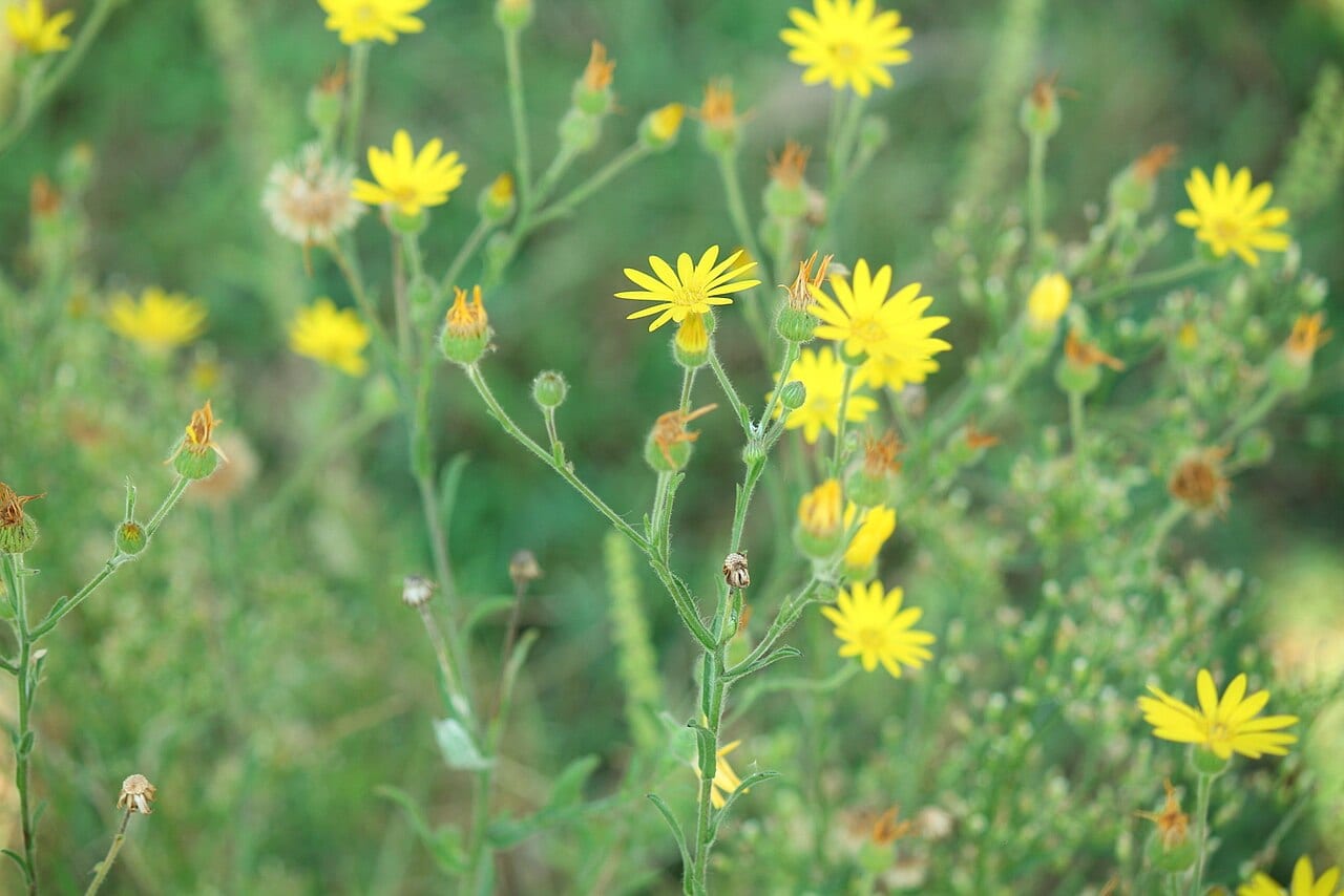 Soft goldenaster (Chrysopsis pilosa)