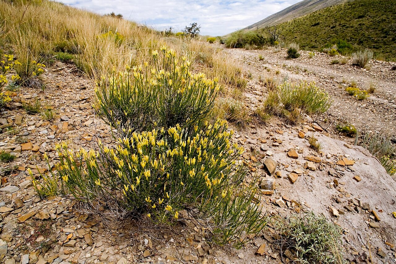 Bailey's rabbitbrush (Chrysothamnus baileyi)