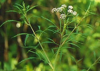 Bulblet-bearing water hemlock (Cicuta bulbifera)