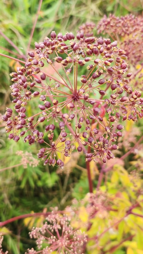 Spotted water hemlock (Cicuta maculata var. maculata)