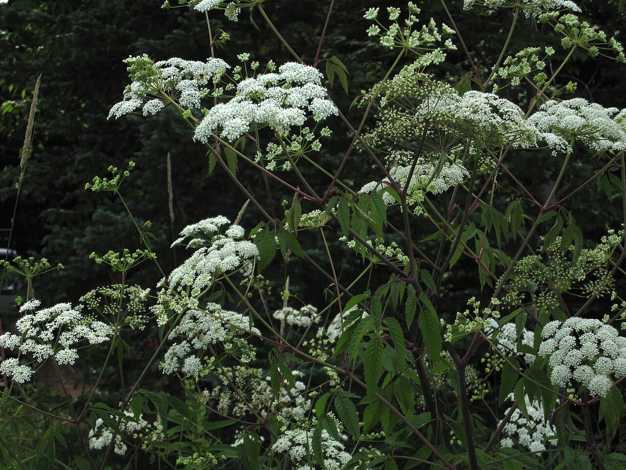 Spotted water hemlock (Cicuta maculata)