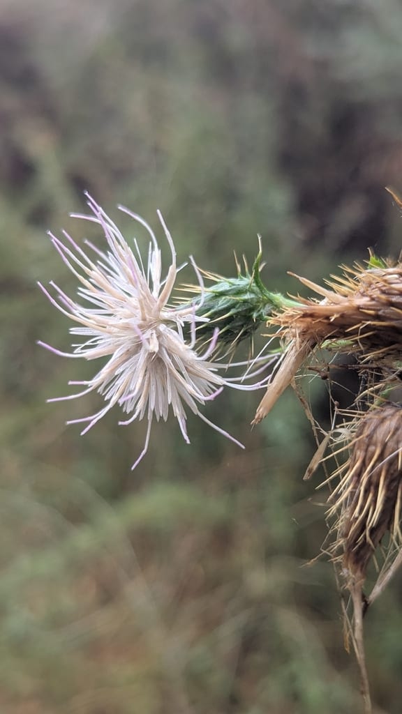 Iowa thistle (Cirsium × iowense)