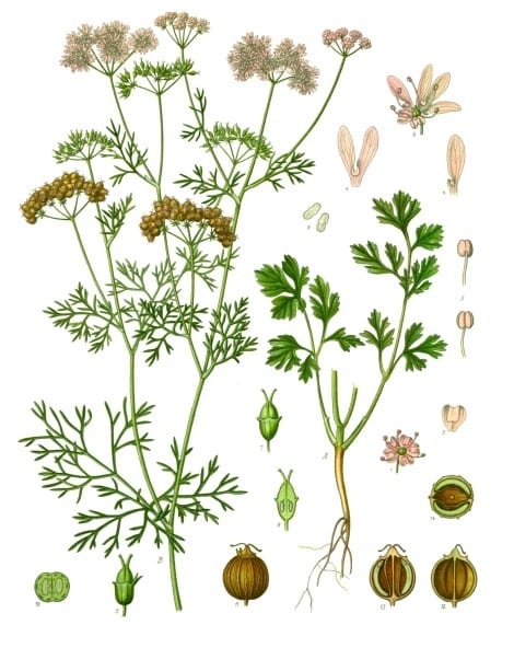 Cilantro (Coriandrum sativum)