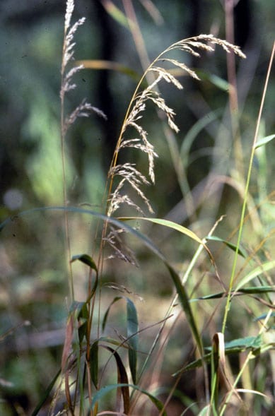 Sweet woodreed (Cinna arundinacea)
