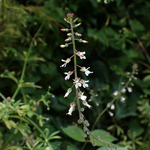 Broadleaf enchanter's nightshade (Circaea lutetiana ssp. canadensis)