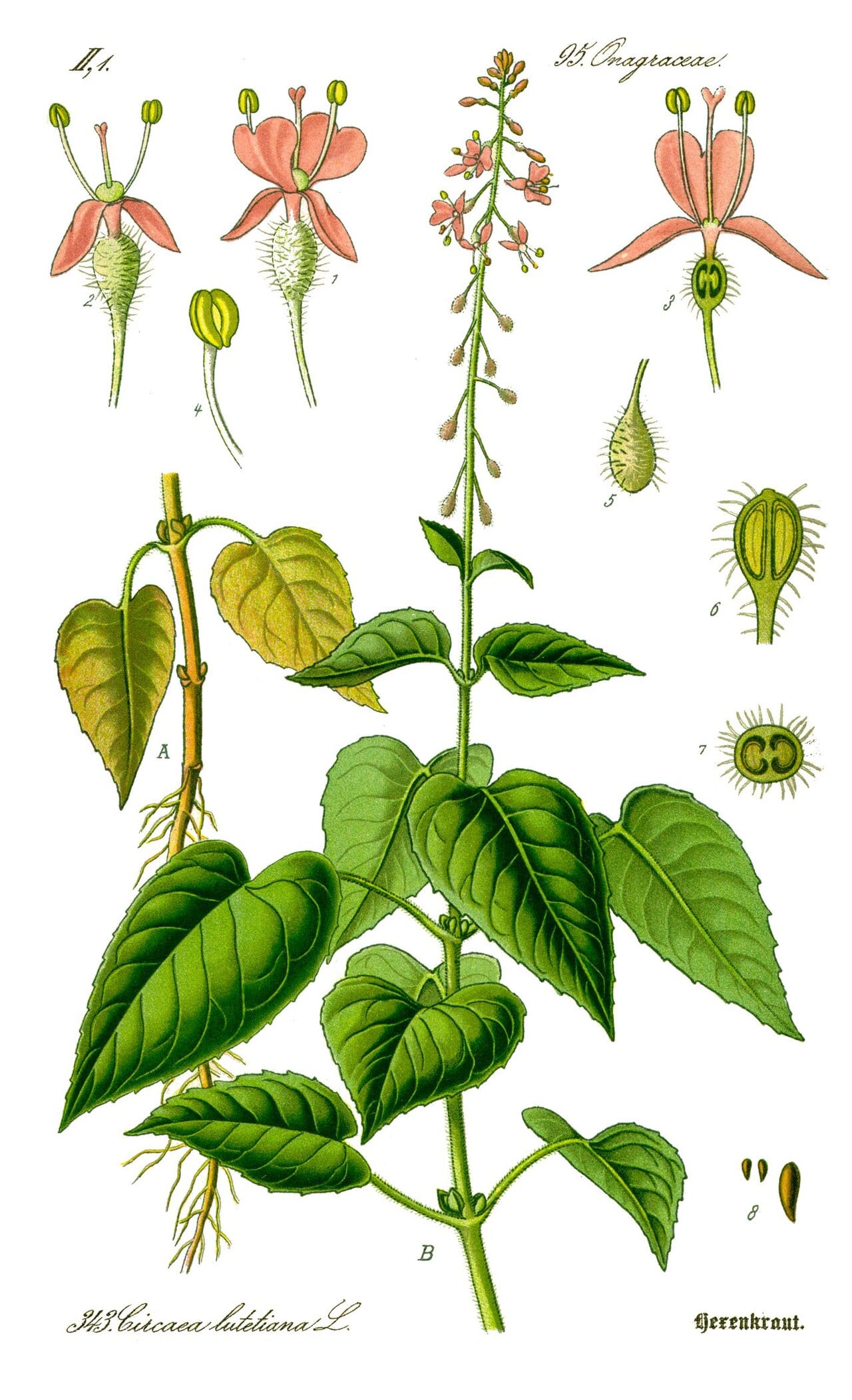 Broadleaf enchanter's nightshade (Circaea lutetiana)