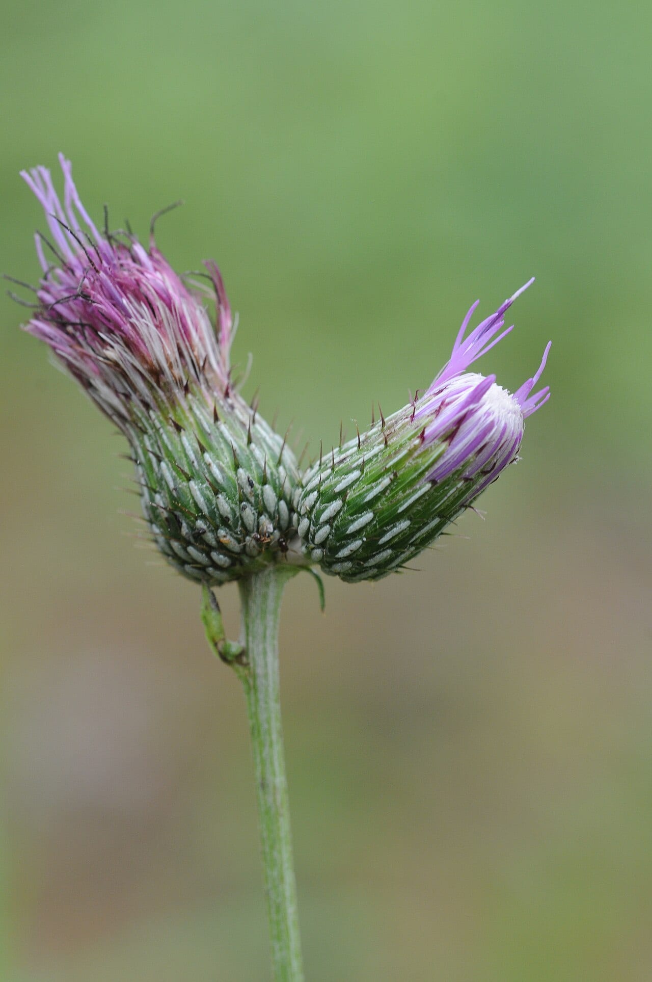 Carolina thistle (Cirsium carolinianum)