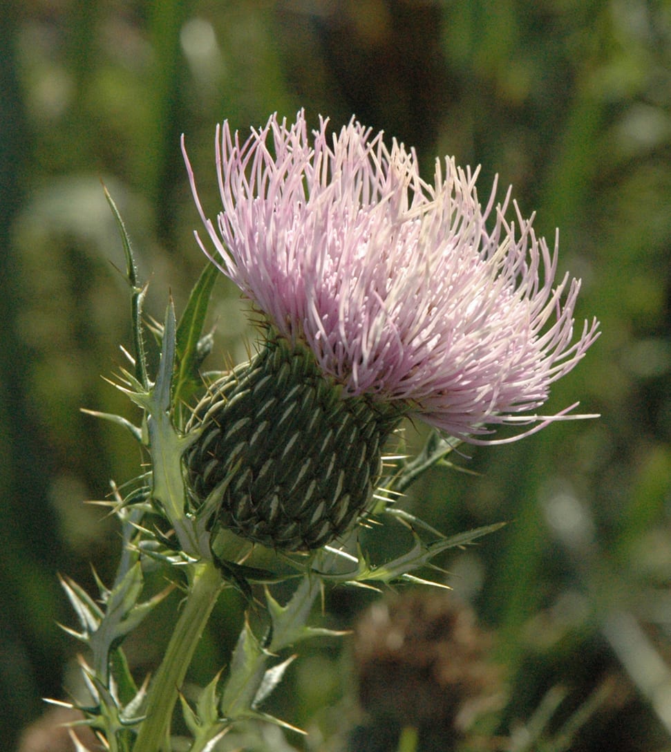 Field thistle (Cirsium discolor)