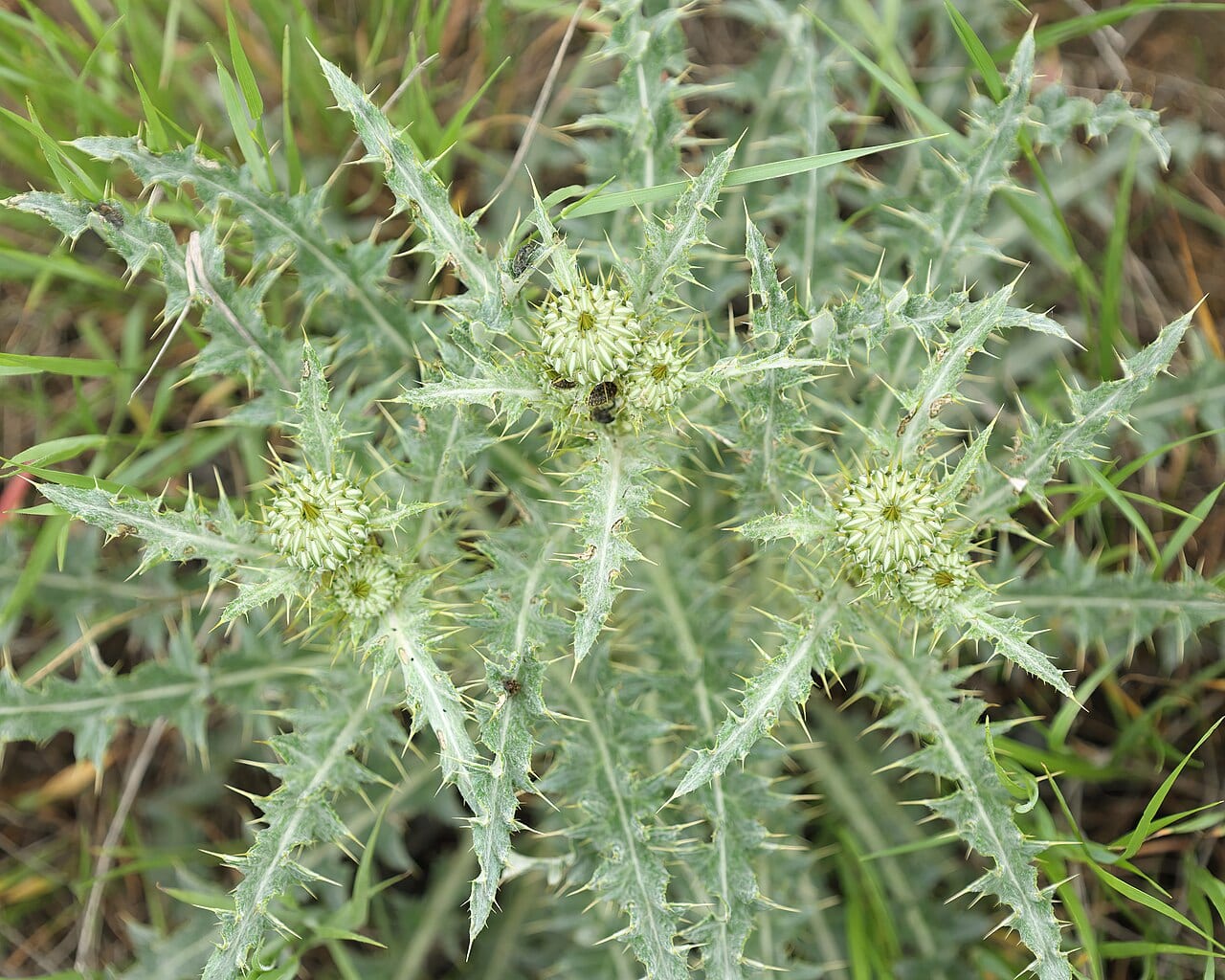 Flodman's thistle (Cirsium flodmanii)
