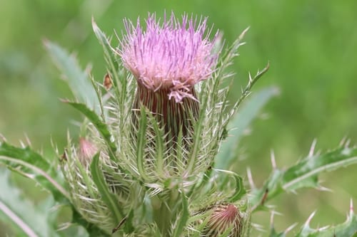 Horrid thistle (Cirsium horridulum var. horridulum)