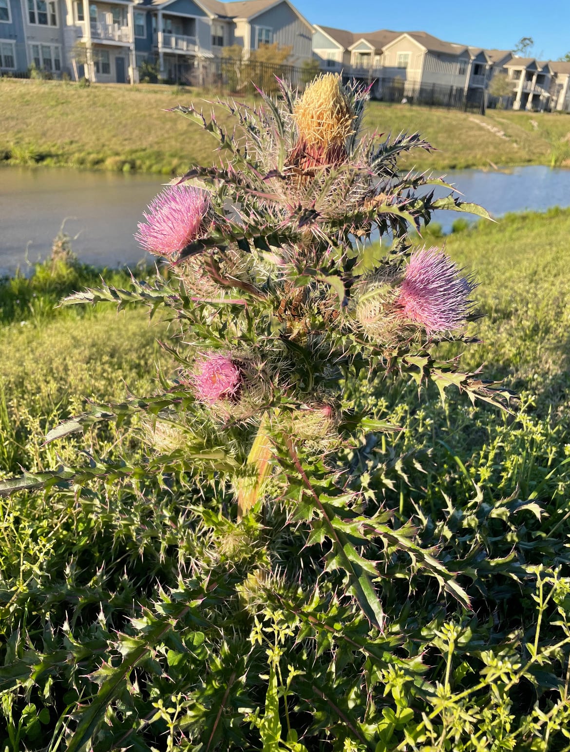 Bristle thistle (Cirsium horridulum)
