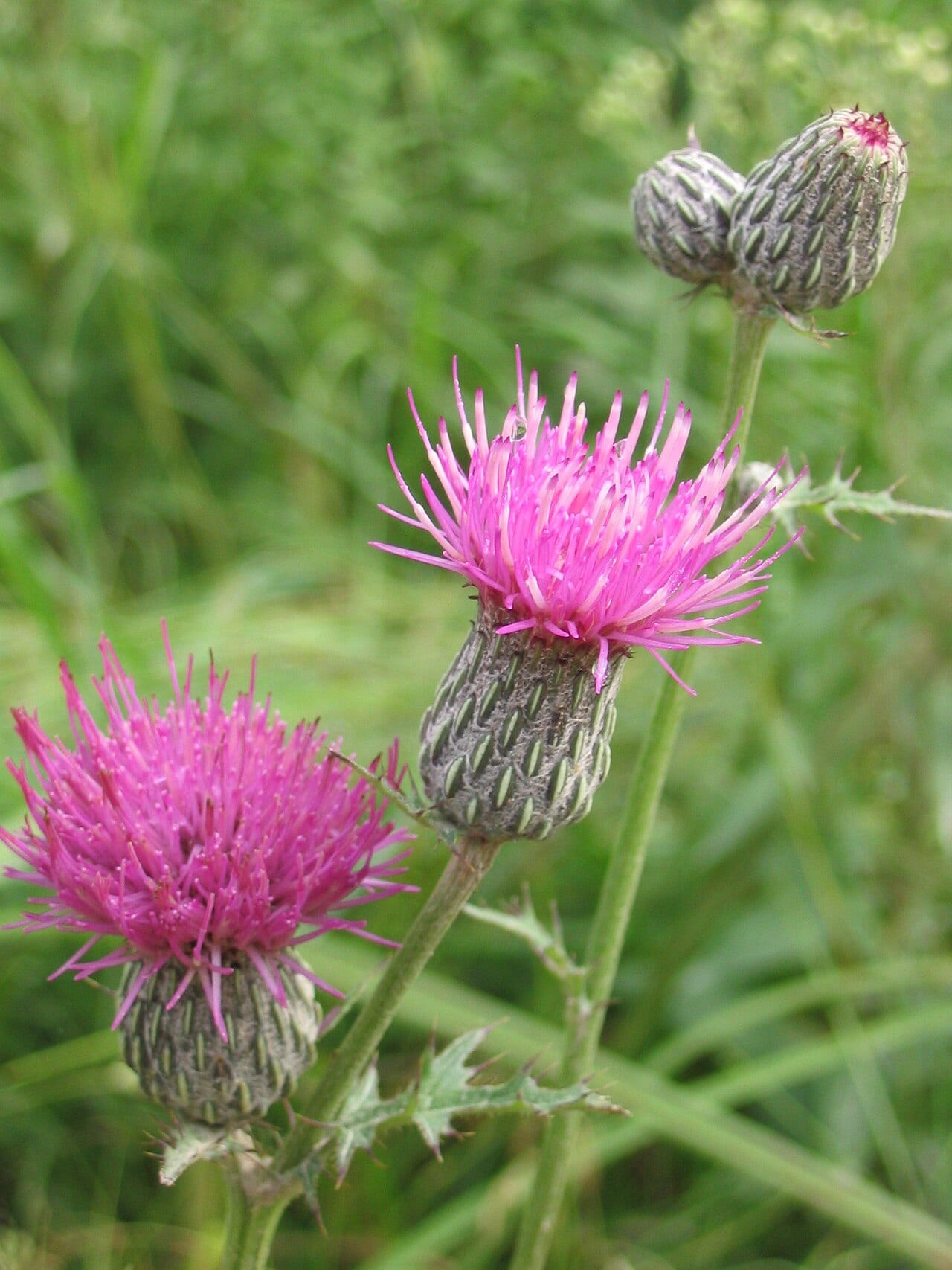 Swamp thistle (Cirsium muticum)