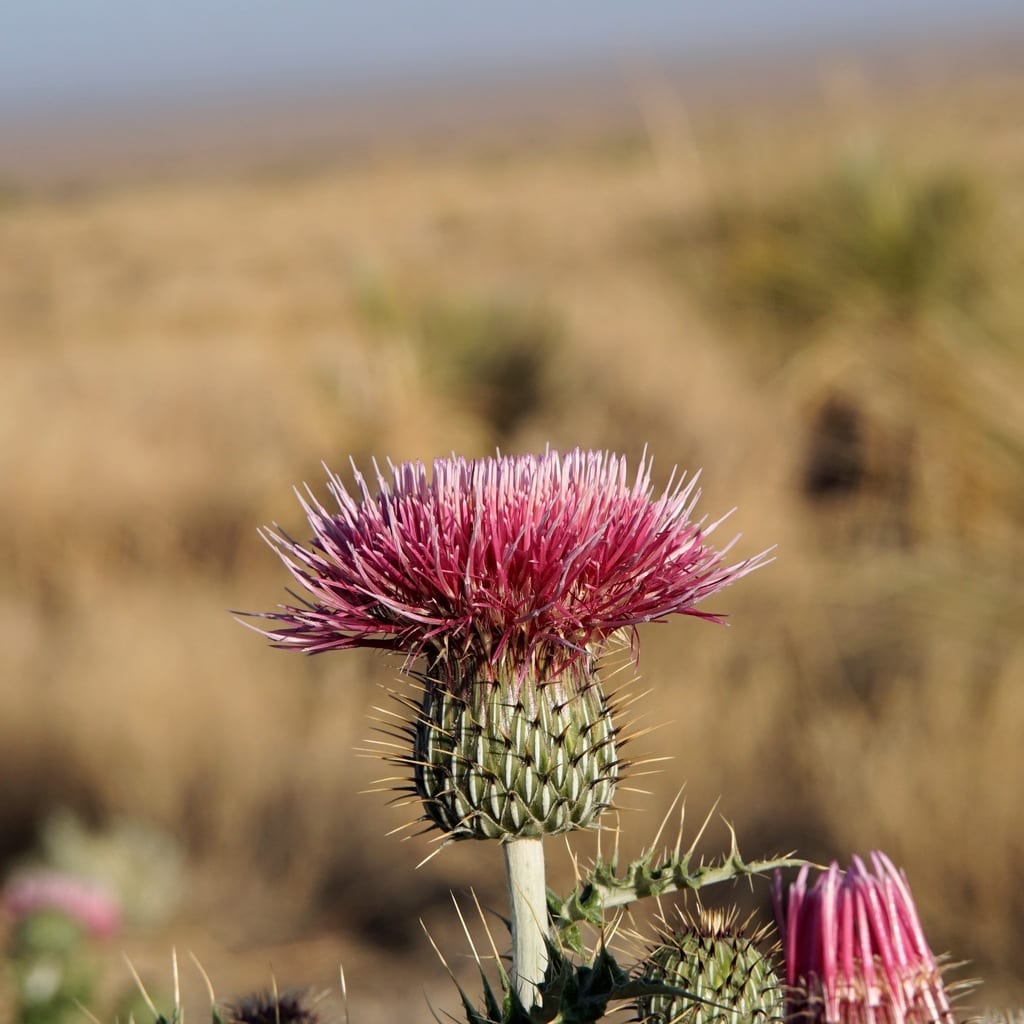 Yellowspine thistle (Cirsium ochrocentrum ssp. ochrocentrum)
