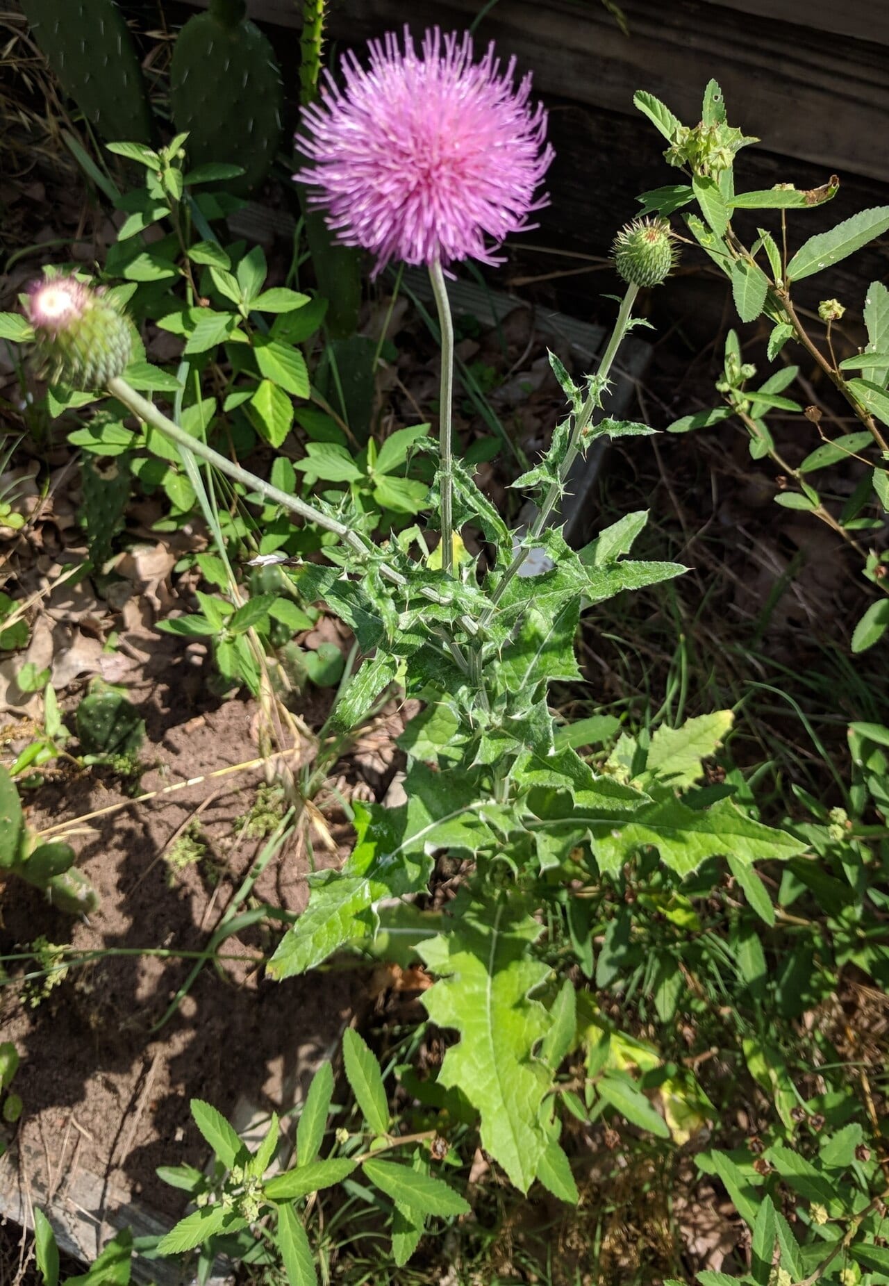 Texas thistle (Cirsium texanum)
