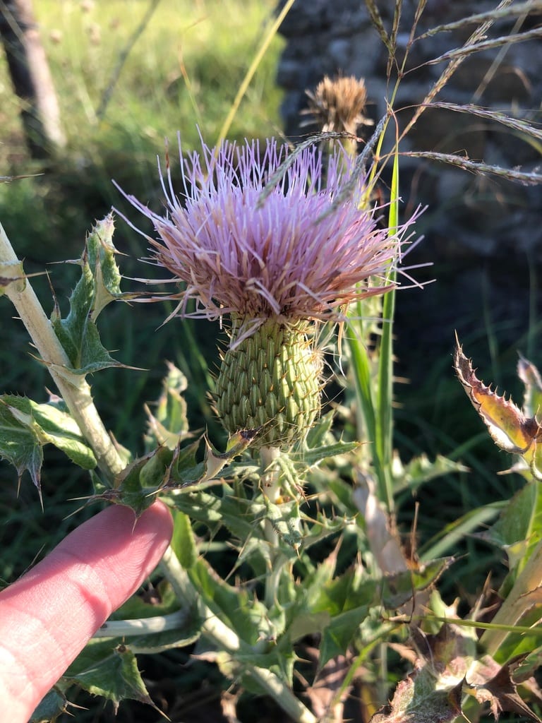 Wavyleaf thistle (Cirsium undulatum var. undulatum)