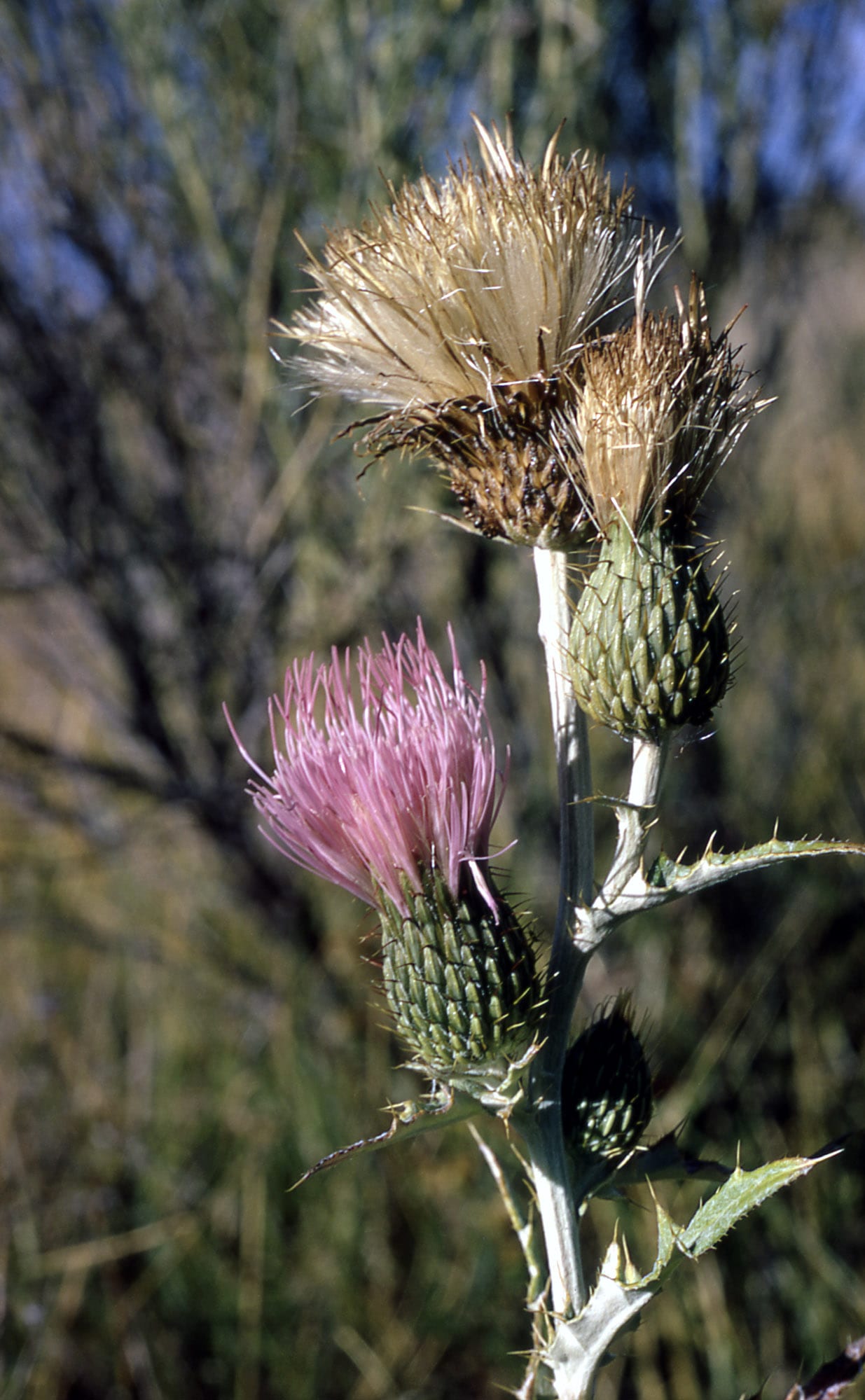 Wavyleaf thistle (Cirsium undulatum)