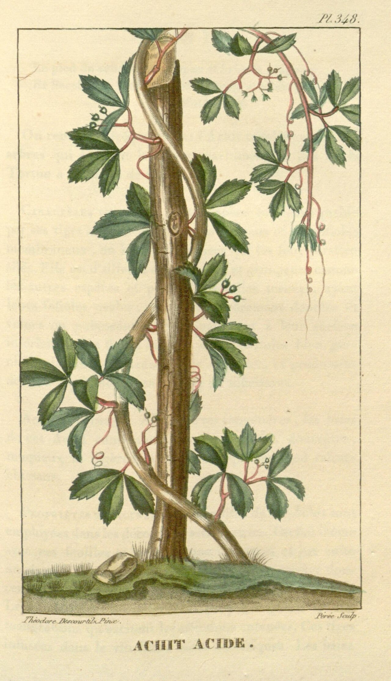 Cow-itch vine (Cissus trifoliata)