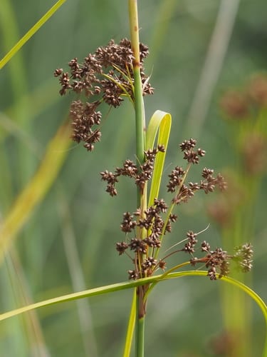 Jamaica swamp sawgrass (Cladium mariscus ssp. jamaicense)
