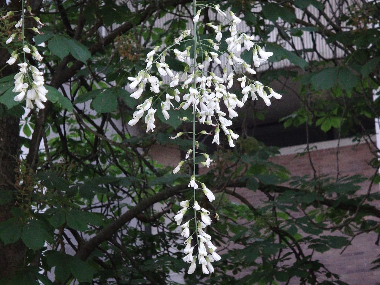 Kentucky yellowwood (Cladrastis kentukea)