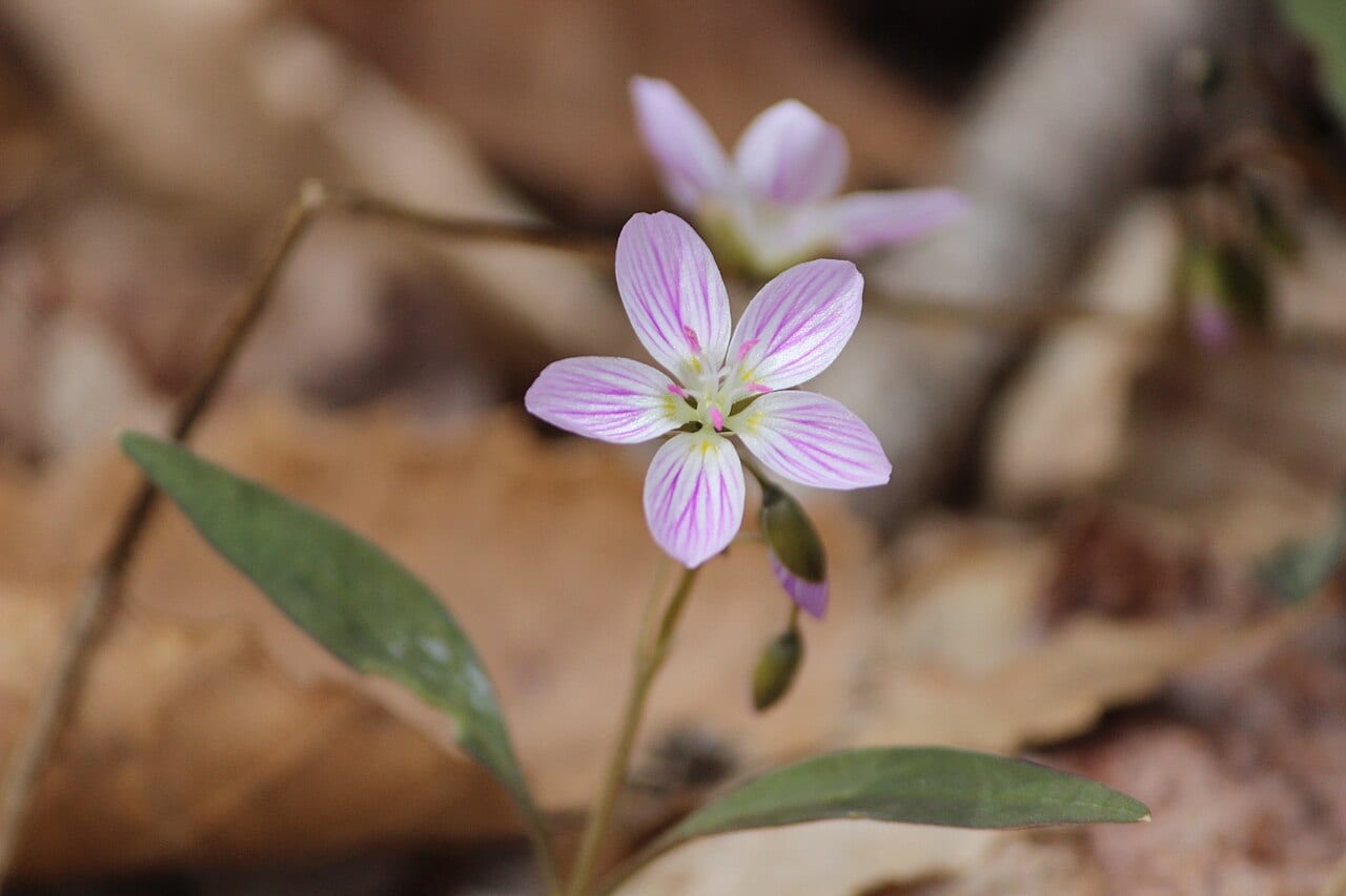 Carolina springbeauty (Claytonia caroliniana)