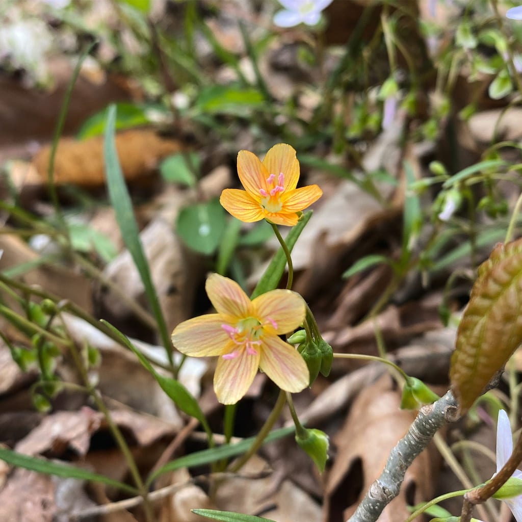 Virginia springbeauty (Claytonia virginica var. virginica)