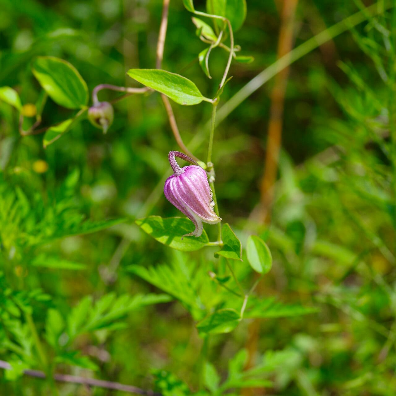 West gulf leatherflower (Clematis arenicola)