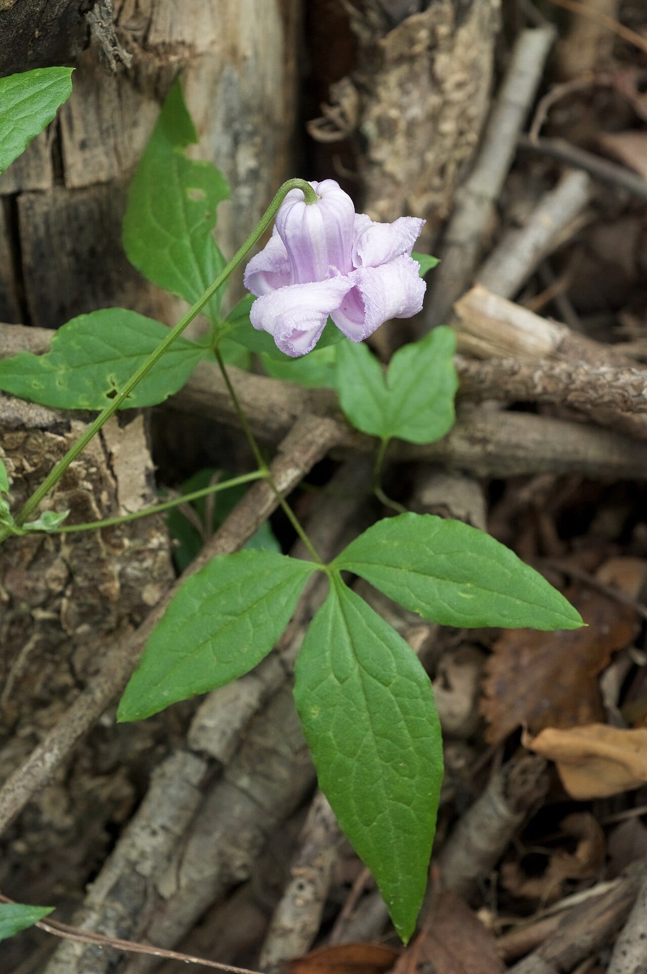 Swamp leatherflower (Clematis crispa)