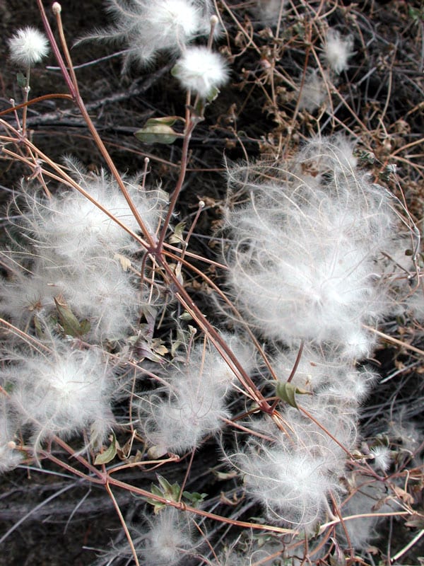 Old man's beard (Clematis drummondii)