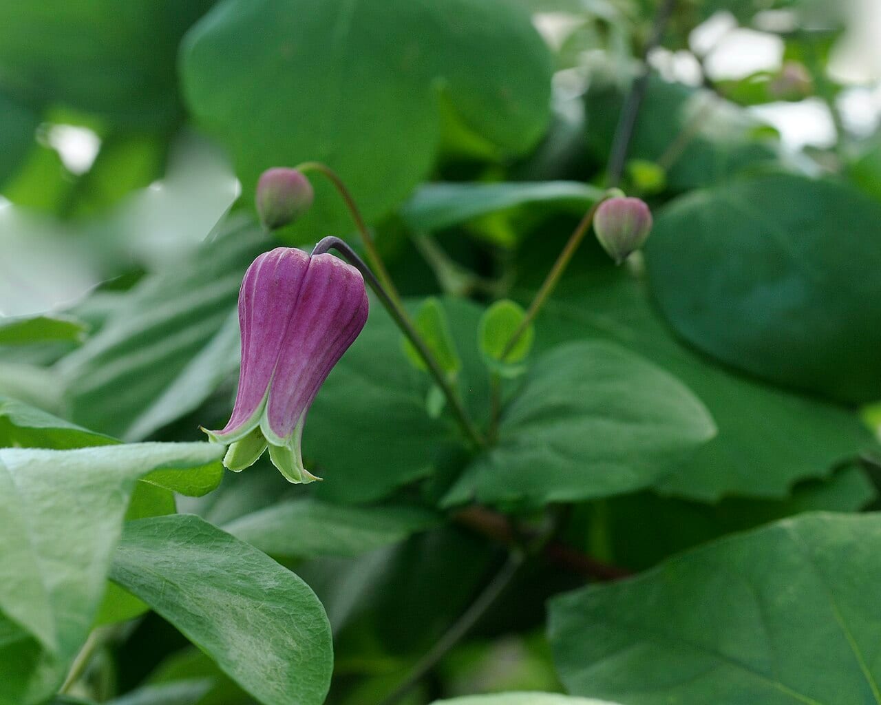 Whiteleaf leather-flower (Clematis glaucophylla)