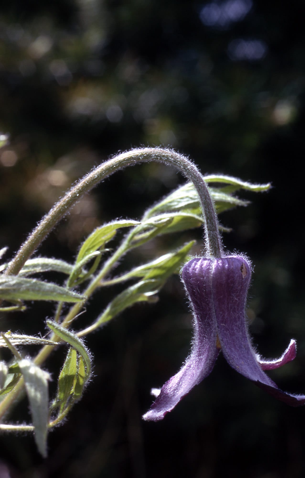 Hairy clematis (Clematis hirsutissima)
