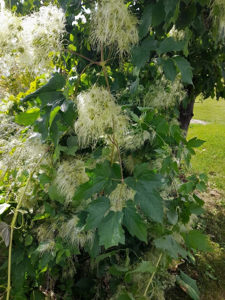 Deciduous traveler's-joy (Clematis ligusticifolia var. ligusticifolia)
