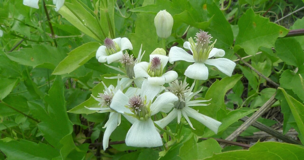 Western white clematis (Clematis ligusticifolia)