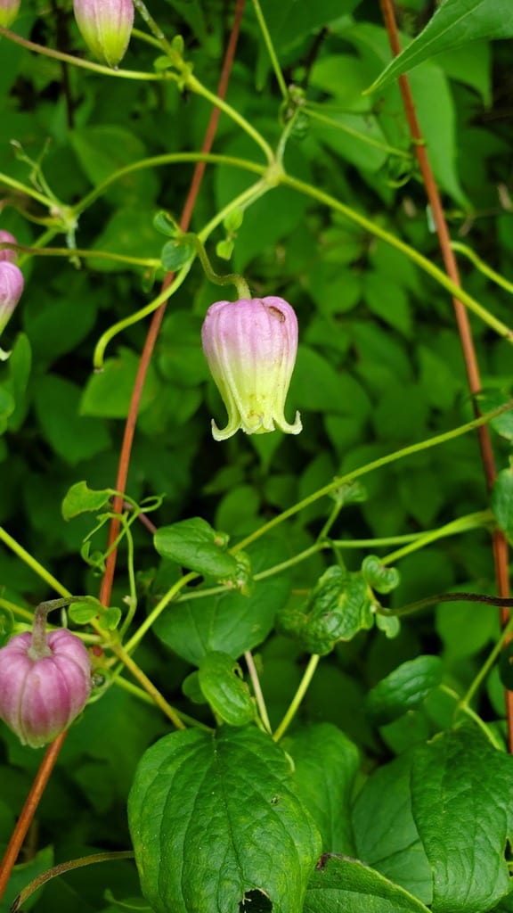 Bluebill (Clematis pitcheri var. pitcheri)
