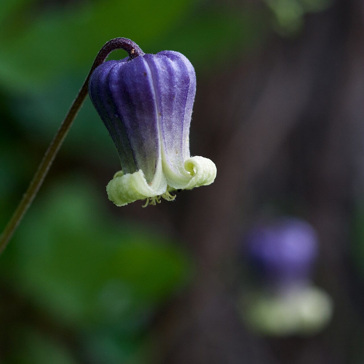 Purple leatherflower (Clematis pitcheri)