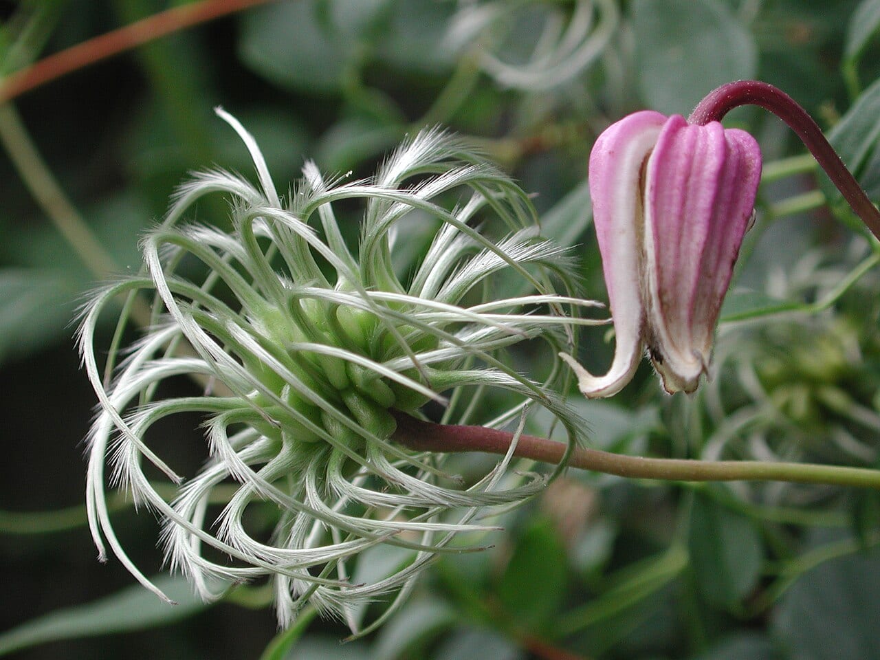Netleaf leather flower (Clematis reticulata)