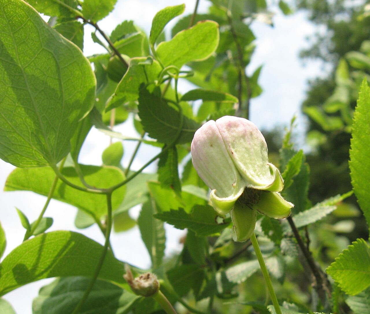 Pale leatherflower (Clematis versicolor)