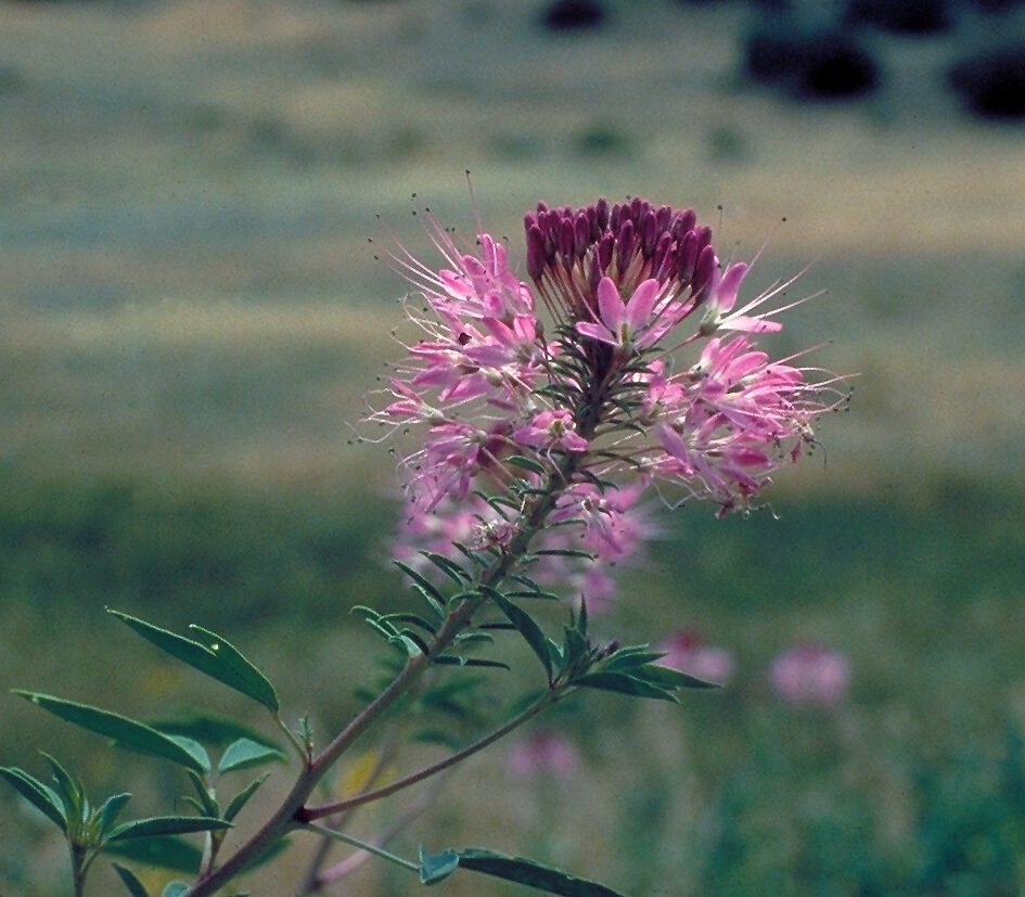 Rocky Mountain Bee Plant (Cleome serrulata) — pink-purple spider-flower raceme