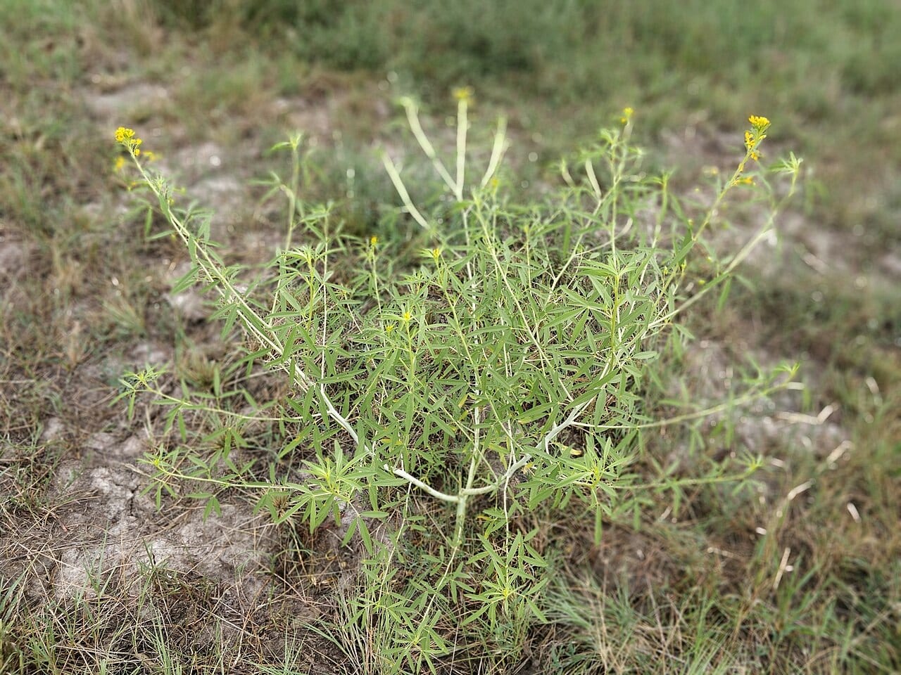 Narrowleaf rhombopod (Cleomella angustifolia)