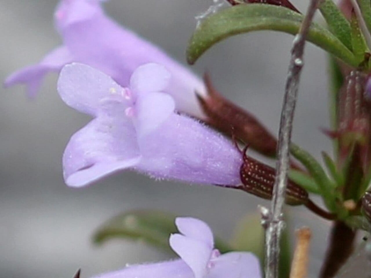 Limestone calamint (Clinopodium arkansanum)