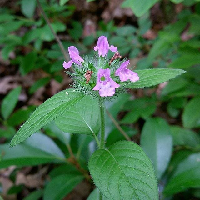 Wild basil (Clinopodium vulgare)