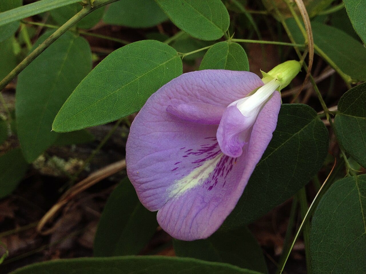 Atlantic pigeonwings (Clitoria mariana)
