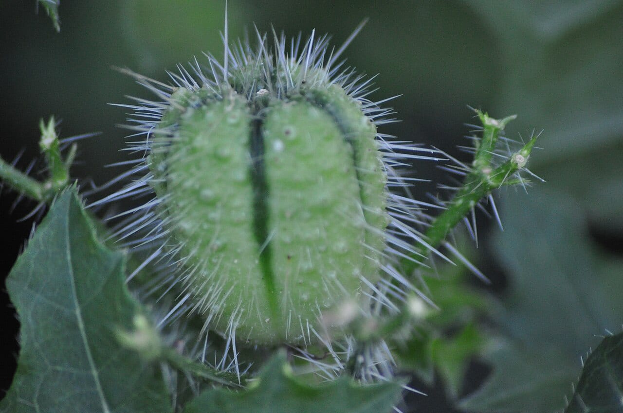 Texas bullnettle (Cnidoscolus texanus)