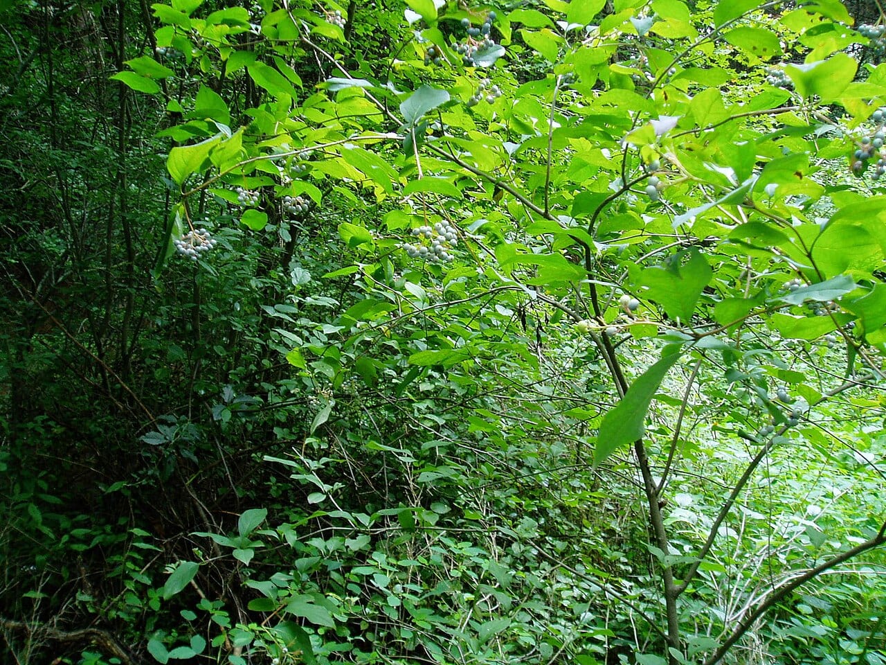 Dogwood (Cornus × arnoldiana)