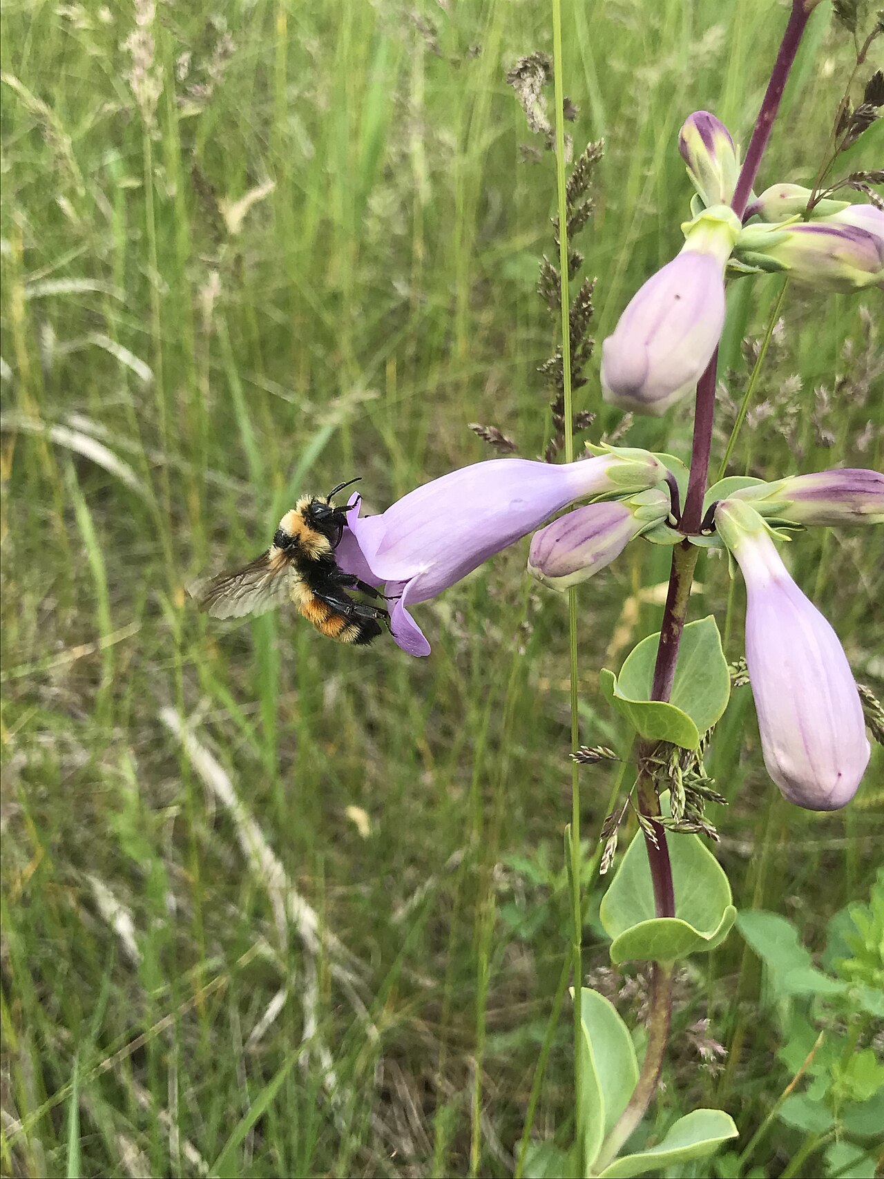 Cobaea Beardtongue (Penstemon cobaea) with large inflated pale purple tubular flowers