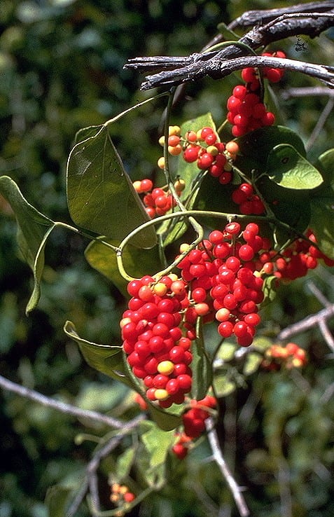 Carolina snailseed (Cocculus carolinus)