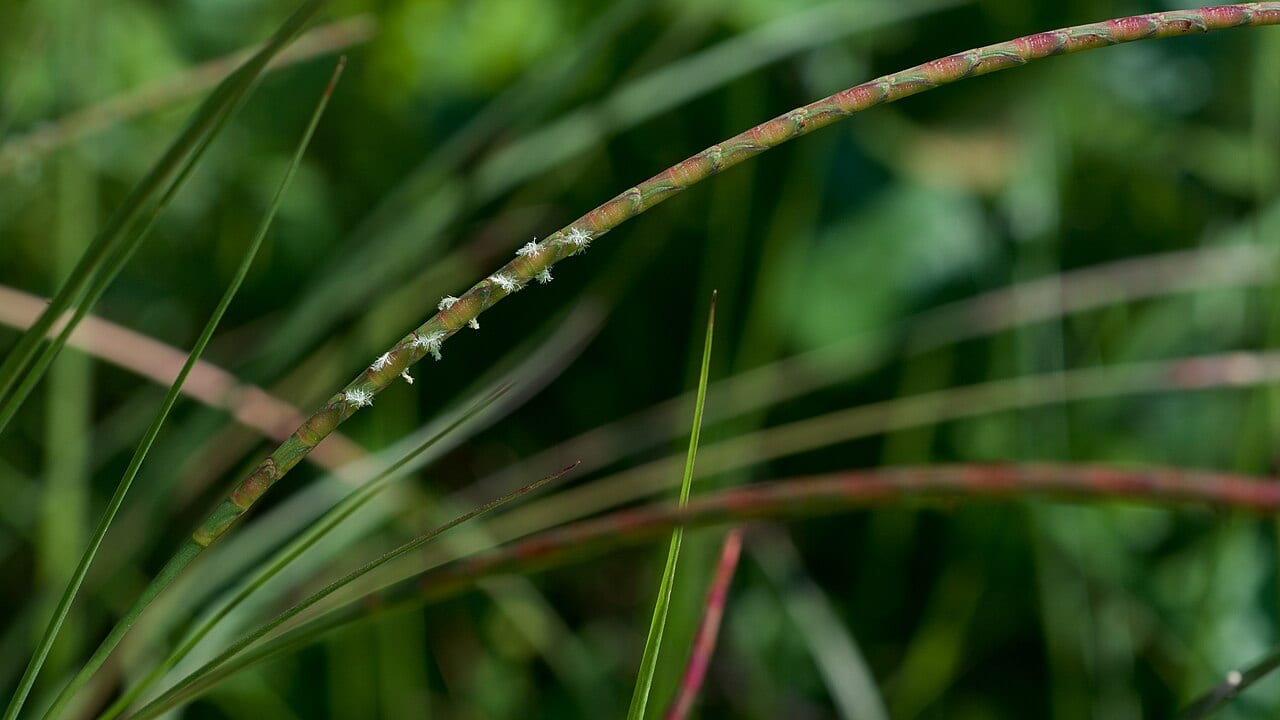 Cylinder jointtail grass (Coelorachis cylindrica)