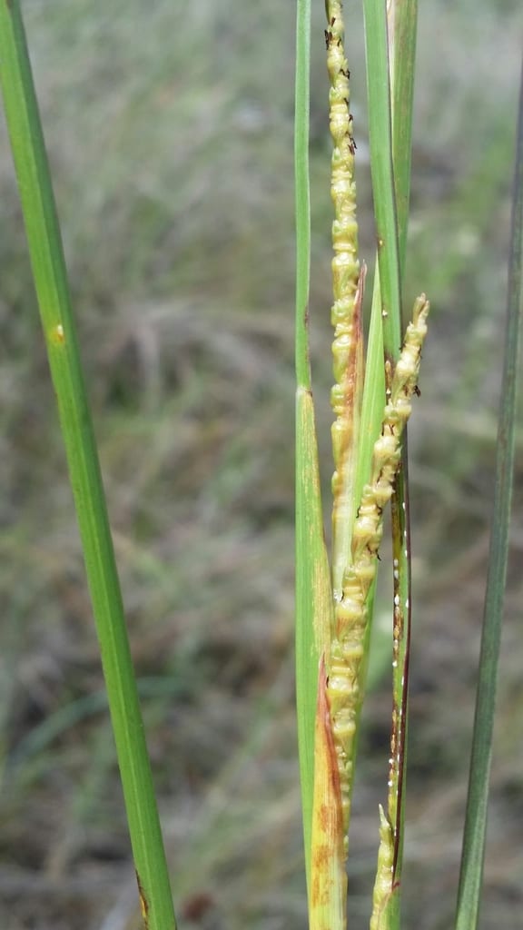 Wrinkled joint-tail grass (Coelorachis rugosa)