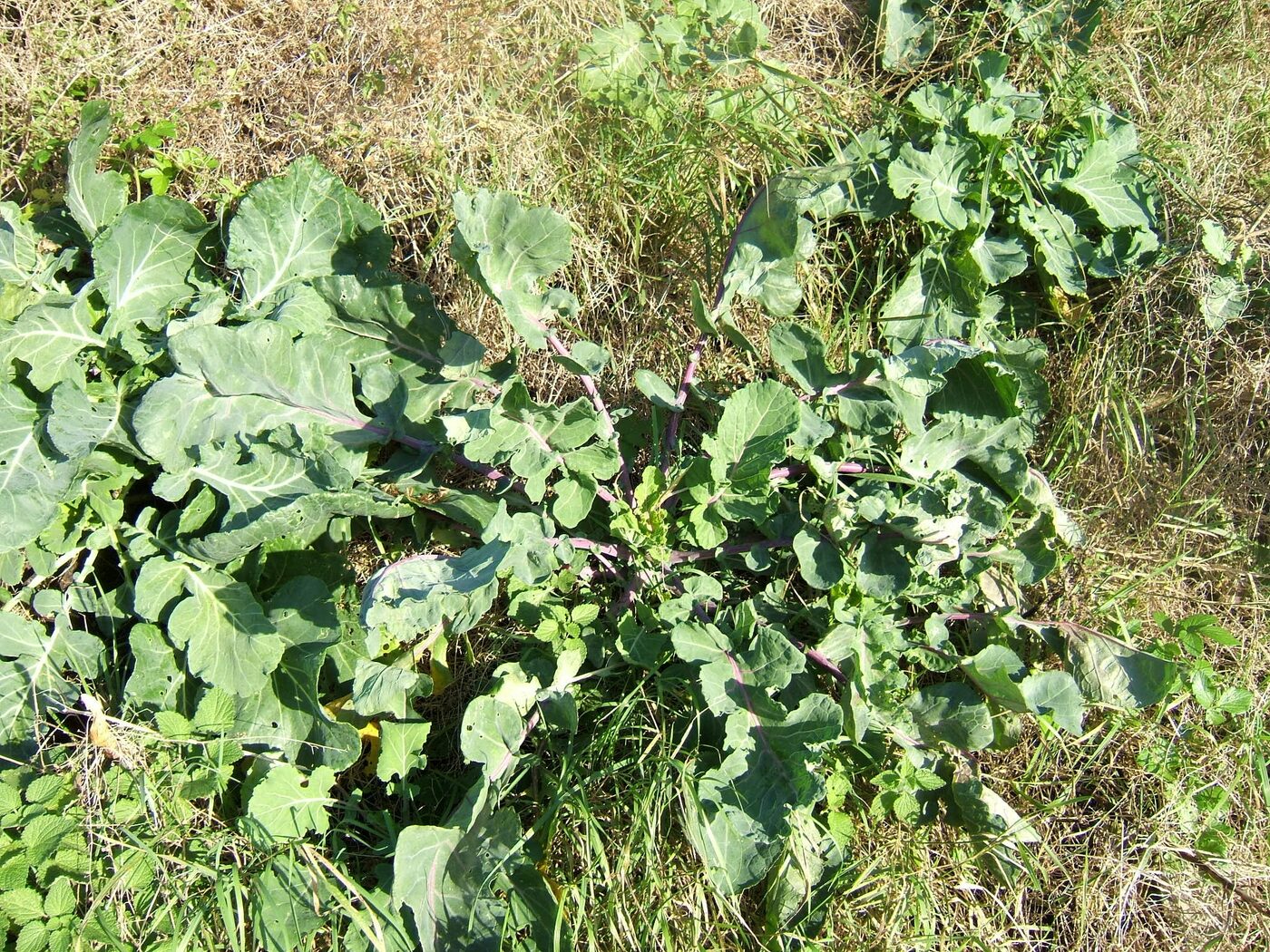 Collard Greens (Brassica oleracea) — broad blue-green leaves on an upright stem