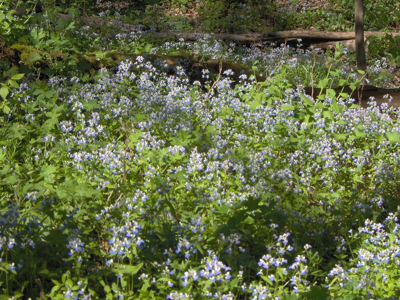 Spring blue eyed mary (Collinsia verna)